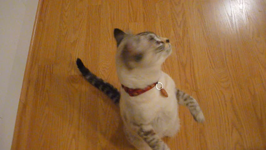 Cute cat plays and begs for treat.