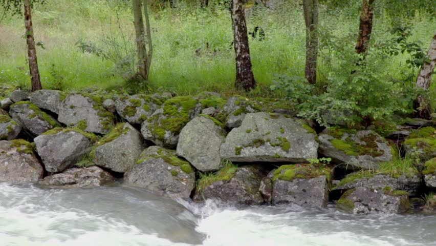 River stream below stones on shore under birches at summer day