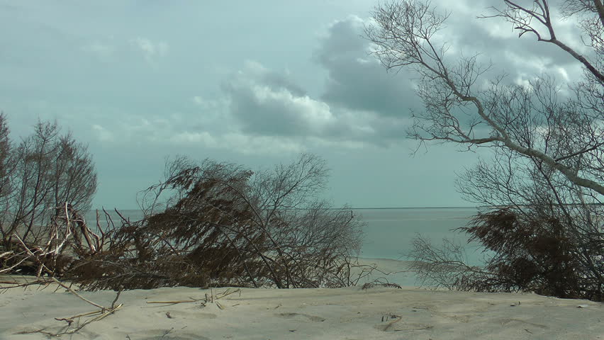deserted carolina barrier island beach with driftwood at low tide