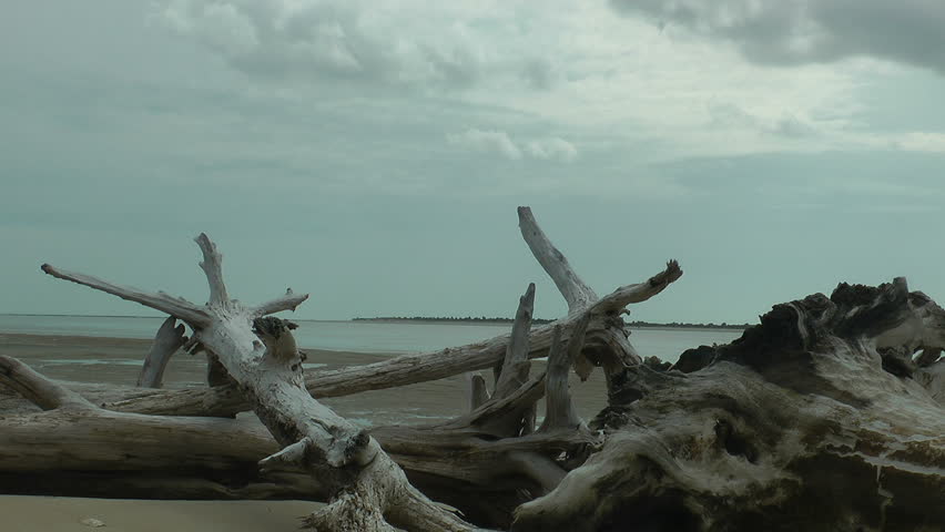 Dead trees and driftwood on a carolina barrier island beach