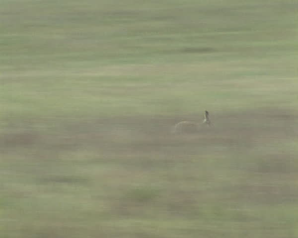 Wild hare rabbit frightened by dog running through fields. Natural fauna.