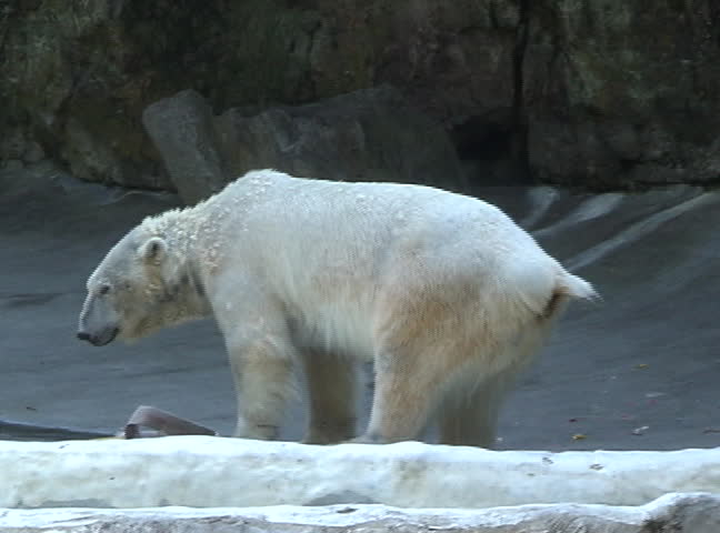 Polar Bear relief