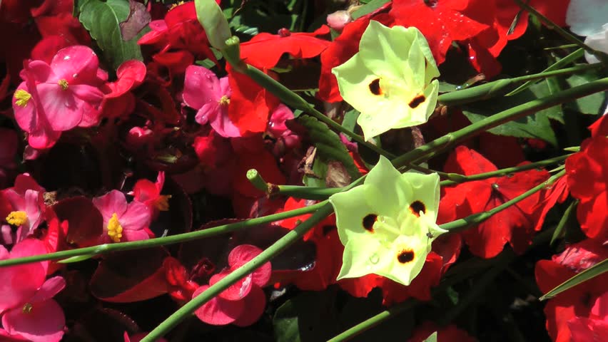 Nice HD footage of Begonias and fortnight Lillies