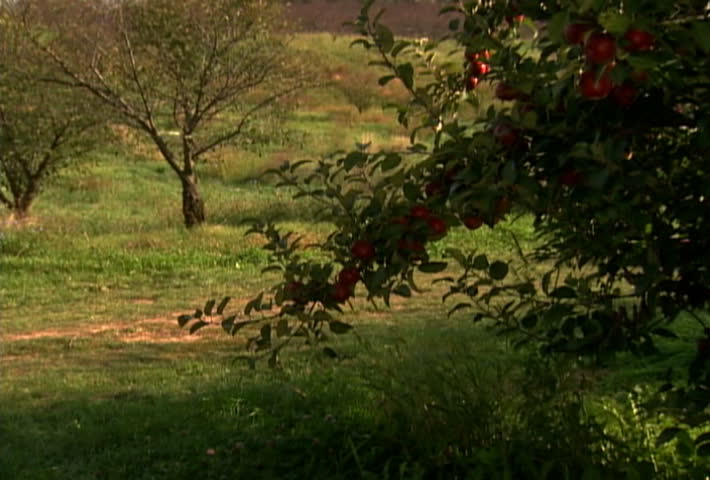 Tractor moves apple crate in orchard