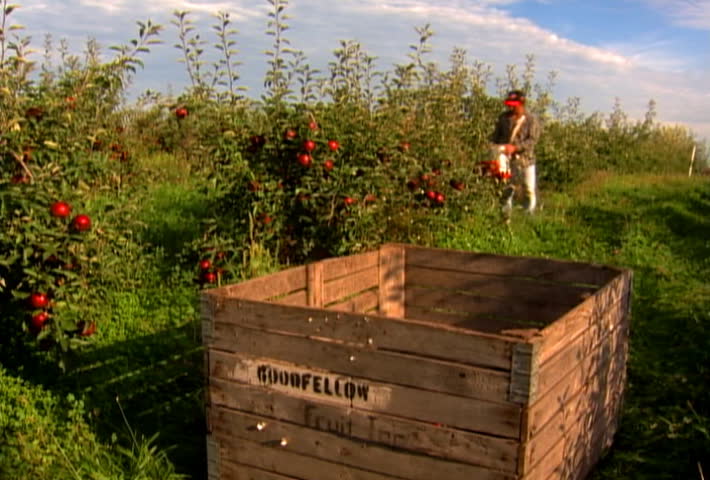 Seasonal farm laborer picks apples