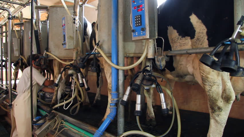 Milking Cows on farm, working with dairy equipment, woman puts milking machine