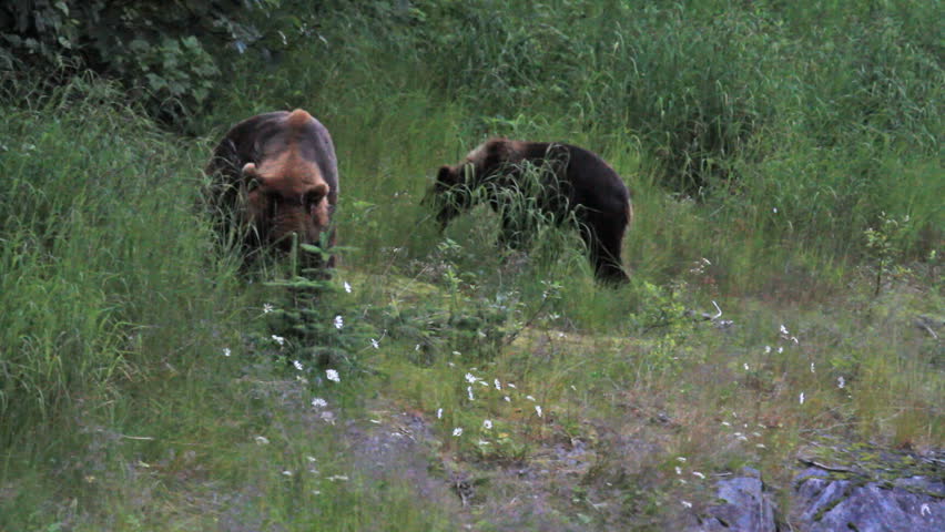 Grizzly Bear sow or mother walks towards view in forest meadow with three young cubs in Alaska