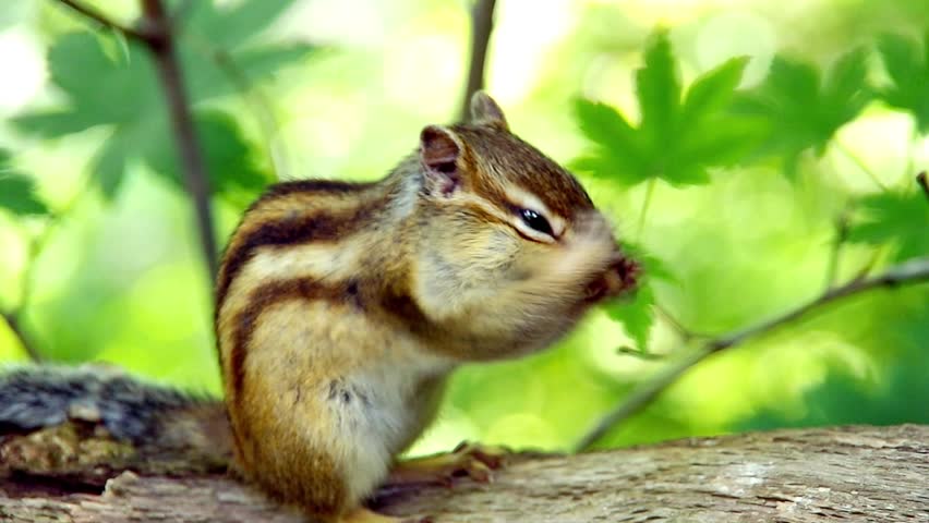 chipmunk grooming and and running away
