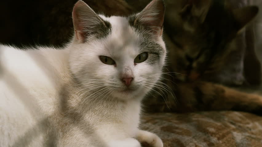 homeless cats in a cage closeup
