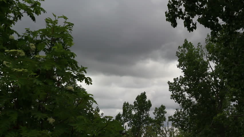 Thunderstorm coming fast with trees in foreground and wind gusts.