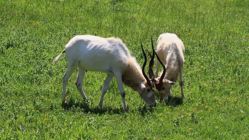 Header of addax