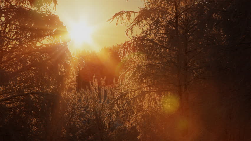 Light of the sun through the branches of a frozen trees. Shot on Full HD camera.