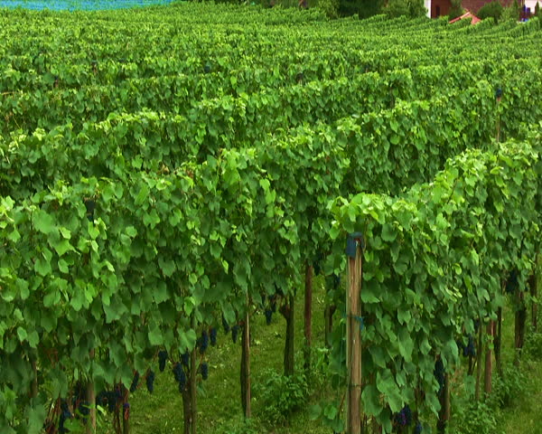 travel, landscape, europe, city, wine, capital, liechtenstein, viticulture, vineyard, sightseeing, 