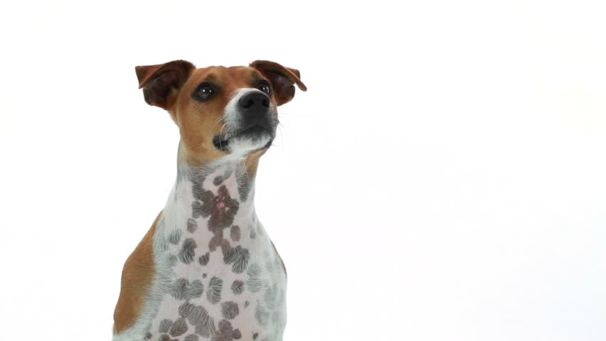 A curious little terrier on a white backdrop cocks and turns his head in response to something or someone off camera.