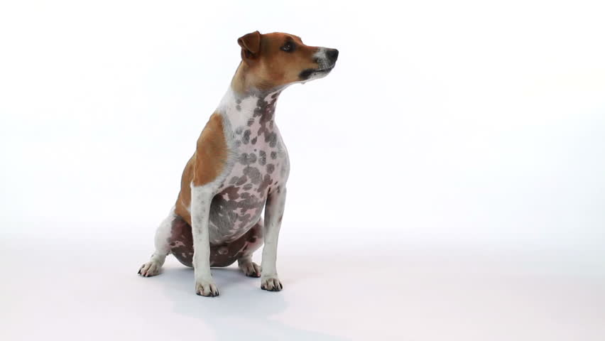 A curious little terrier on a white backdrop cocks and turns his head in response to something or someone off camera.