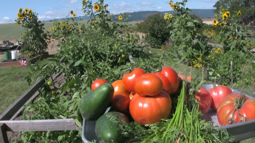 Freshly picked garden vegetables.  HD 1080i