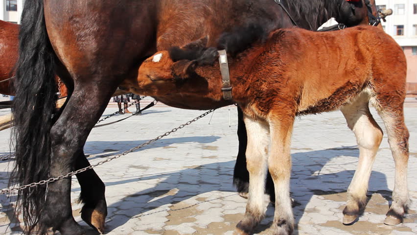 small foal attached with chain to his mother drink some milk