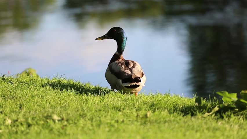 Mallard duck standing by river