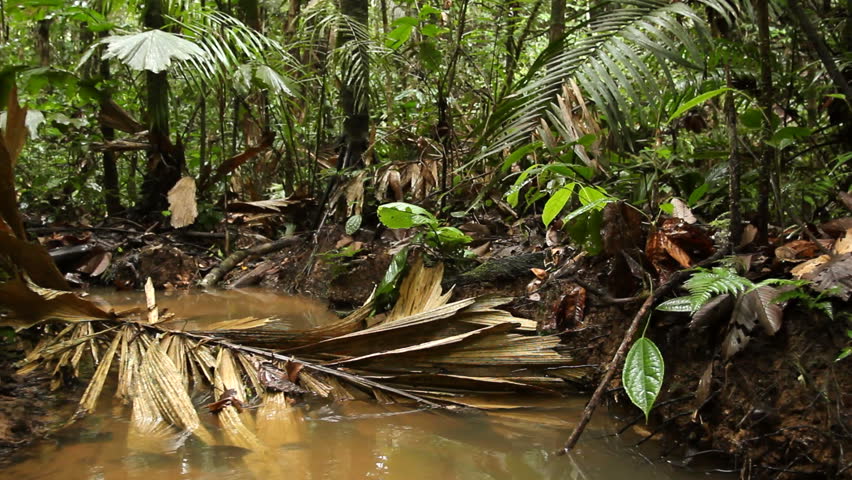 Walking along a rainforest stream in the Ecuadorian Amazon
