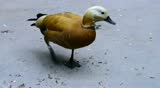 Lesser Whistling Duck, Indian Whistling Duck
