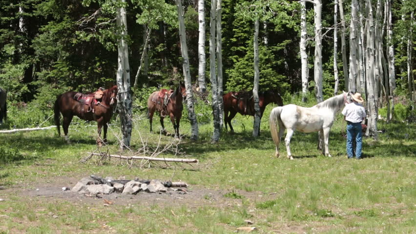 Cowboy adjusting saddle and reins on horses getting ready for a peaceful ride through mountains and meadows during summer. Green forest with aspen and pine trees.