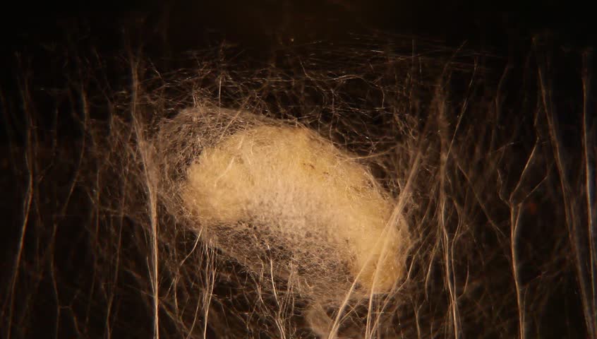 silkworm is netting its cocoon