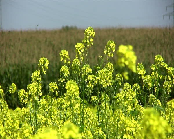 rape seed fields, cereals, agriculture, landscape, rapeseed Brassica napus