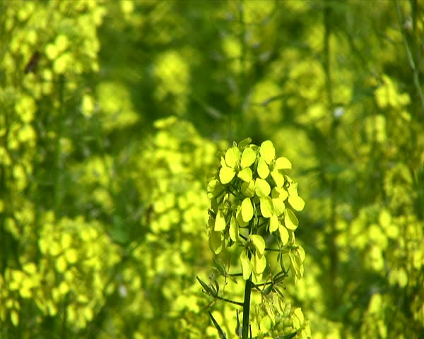 rape seed fields, cereals, agriculture, landscape, rapeseed Brassica napus