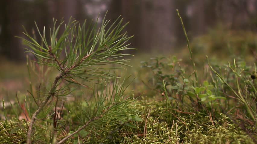 Sapling, Sweden.