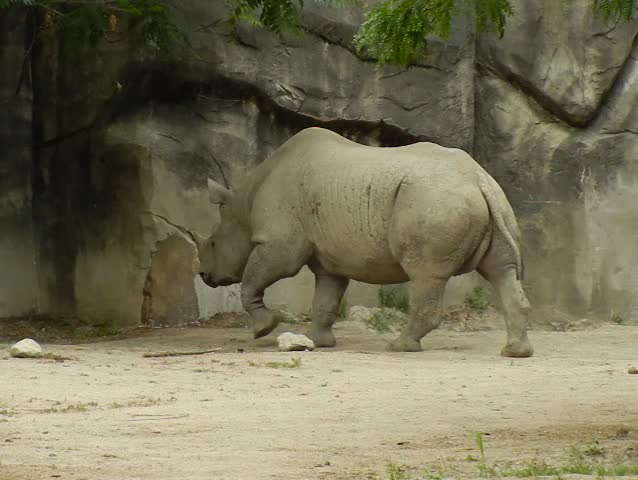 Rhinoceros in a Zoo showing sign of distressed roaming