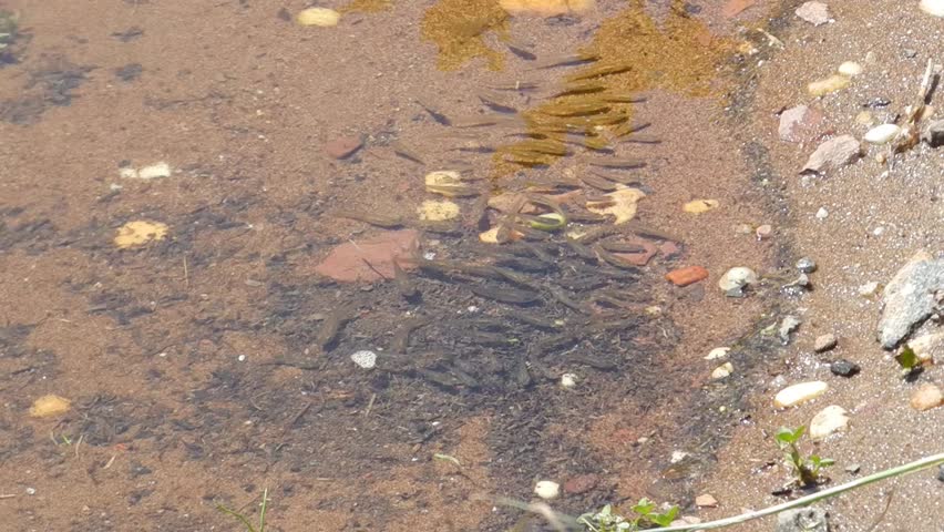 small fish