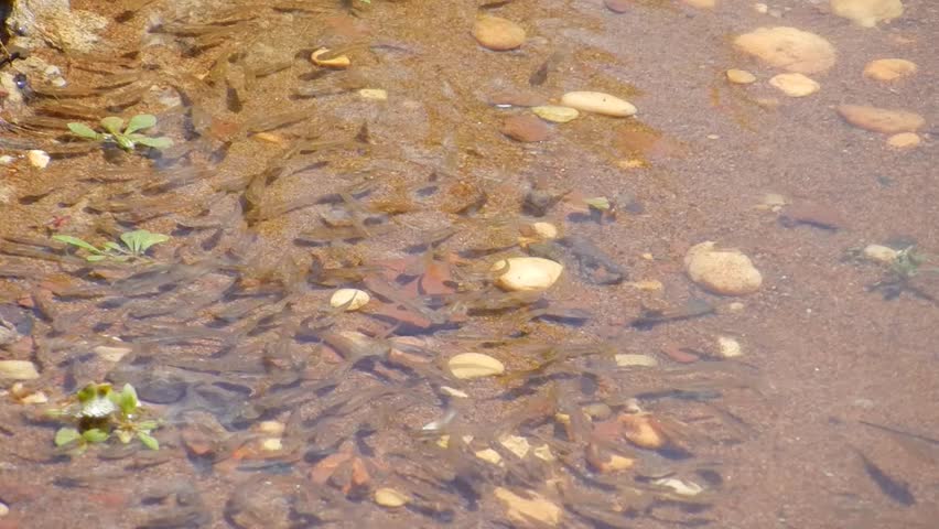 small fish