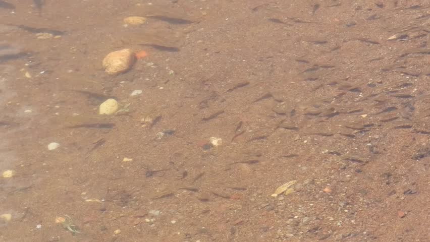 small fish