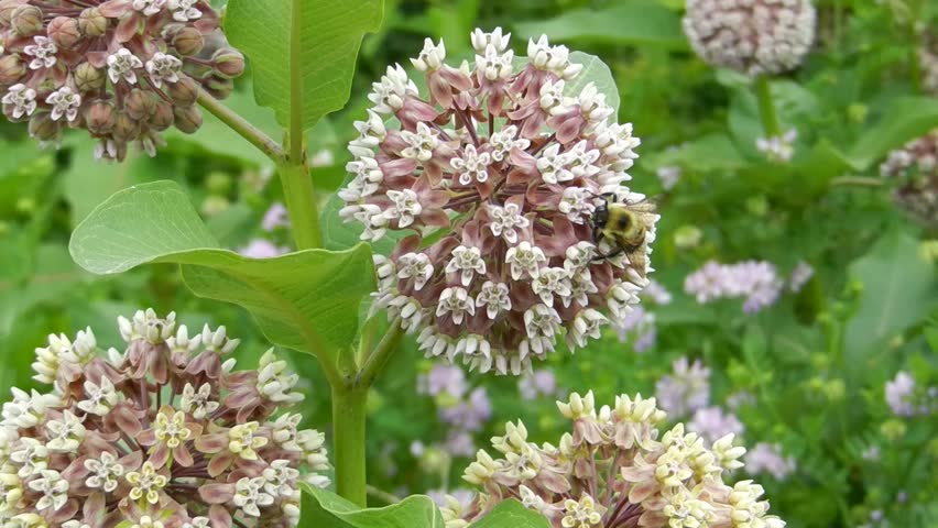 bumble bee on the flowers