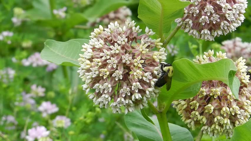 bumble bee on the flowers
