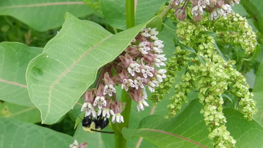 bumble bee on the flowers