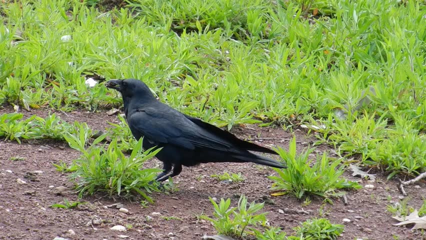 black crow