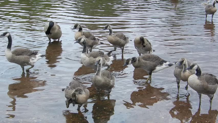 wild geese