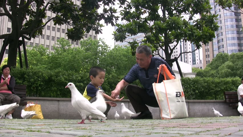 SHANGHAI - JUNE 4 2010: A grandfather and -child are feeding pigeons in a park in Shanghai, China