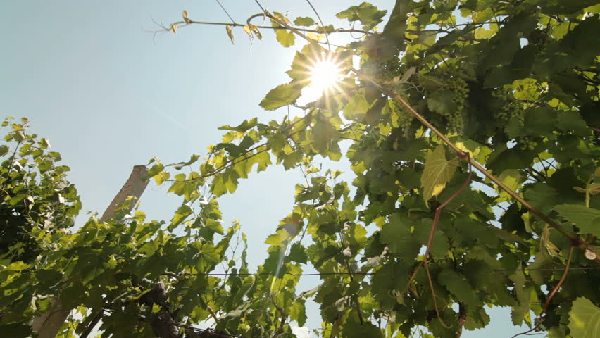 Green Unripe Grapes on the Vine Against the Sun
