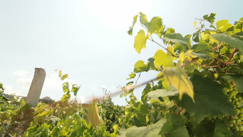 DOLLY: Green Grapes