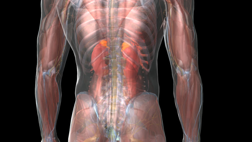 Adrenal glands anterior posterior rotation showing anatomical position among internal tissue structures kidneys organs inside 3D CG model human male transparent x-ray view black background animation