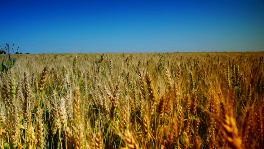 golden wheat in june