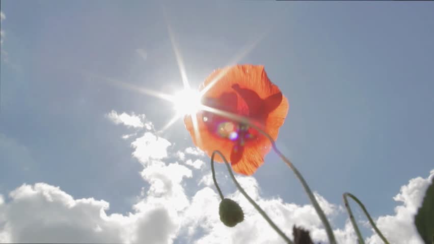 A poppy in the sunshine