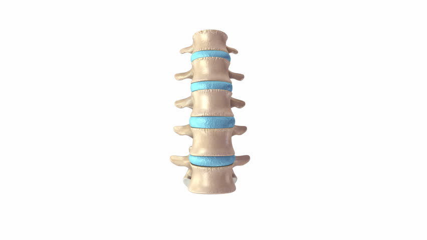 Header of spine