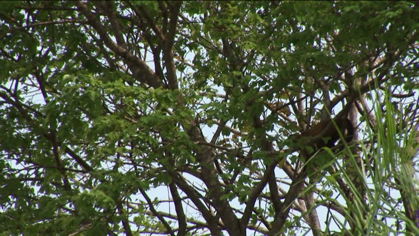 Brazil: Amazon river region fauna: monkey running on a trees
