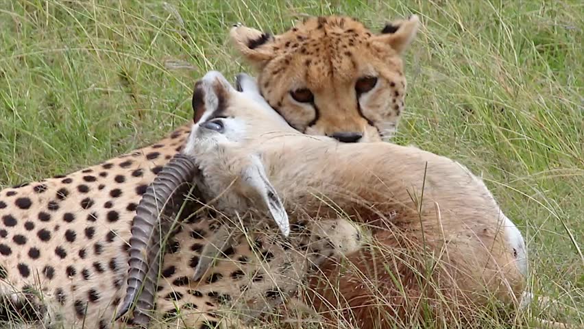 A Cheetah (Acinonyx jubatus) subdues its prey--a Thomson's Gazelle--in the Masai Mara, Kenya, Africa.