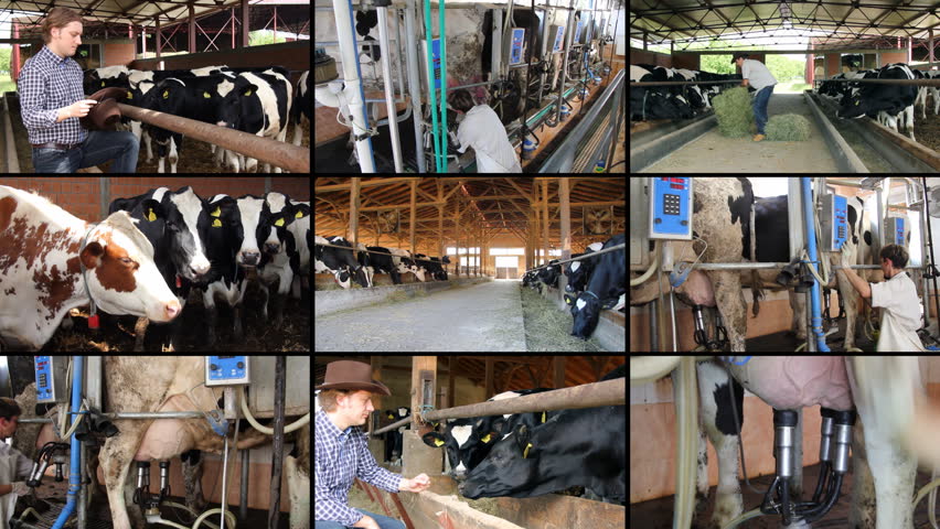 Dairy Farm split screen. Farmers and cows in a cowshed, working together, feeding cows and milk production.