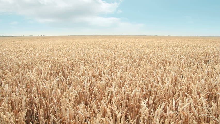Wheat field and sky