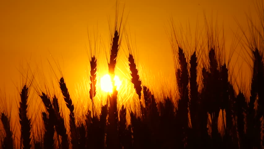 golden wheat in the sunset